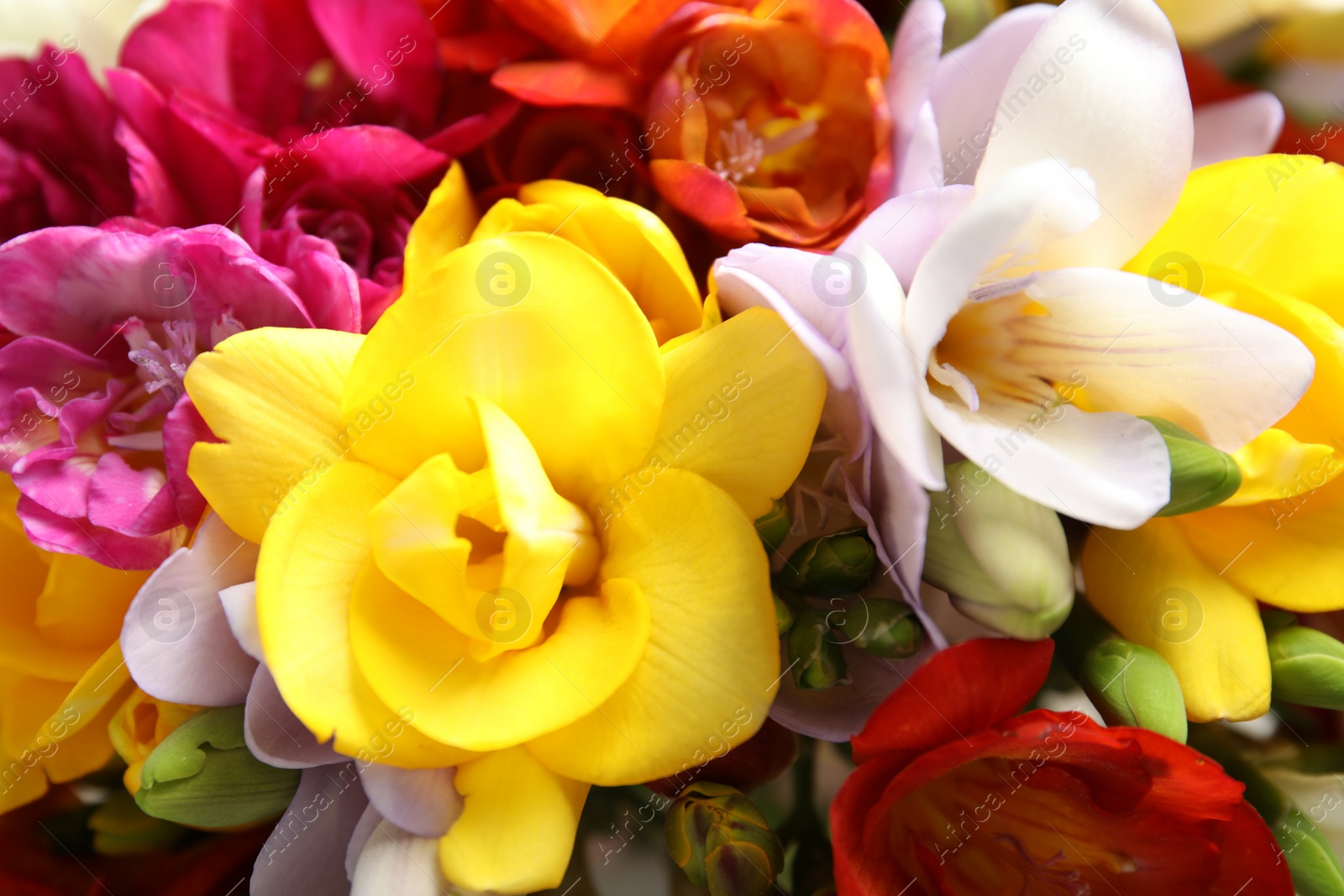 Photo of Beautiful bright spring freesia flowers as background