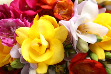 Beautiful bright spring freesia flowers as background