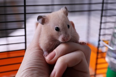 Photo of Woman holding cute fluffy hamster indoors, closeup