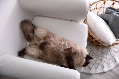Photo of Cute Balinese cat on armchair at home, top view. Fluffy pet