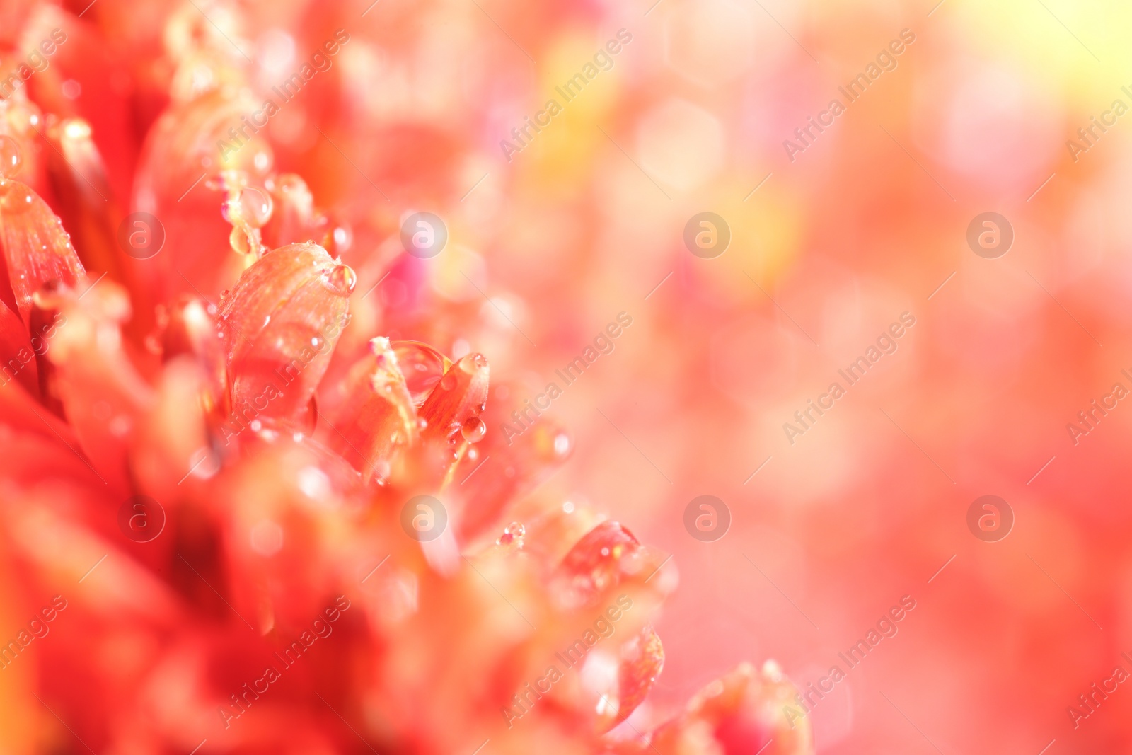 Photo of Beautiful flower with water drops, macro view