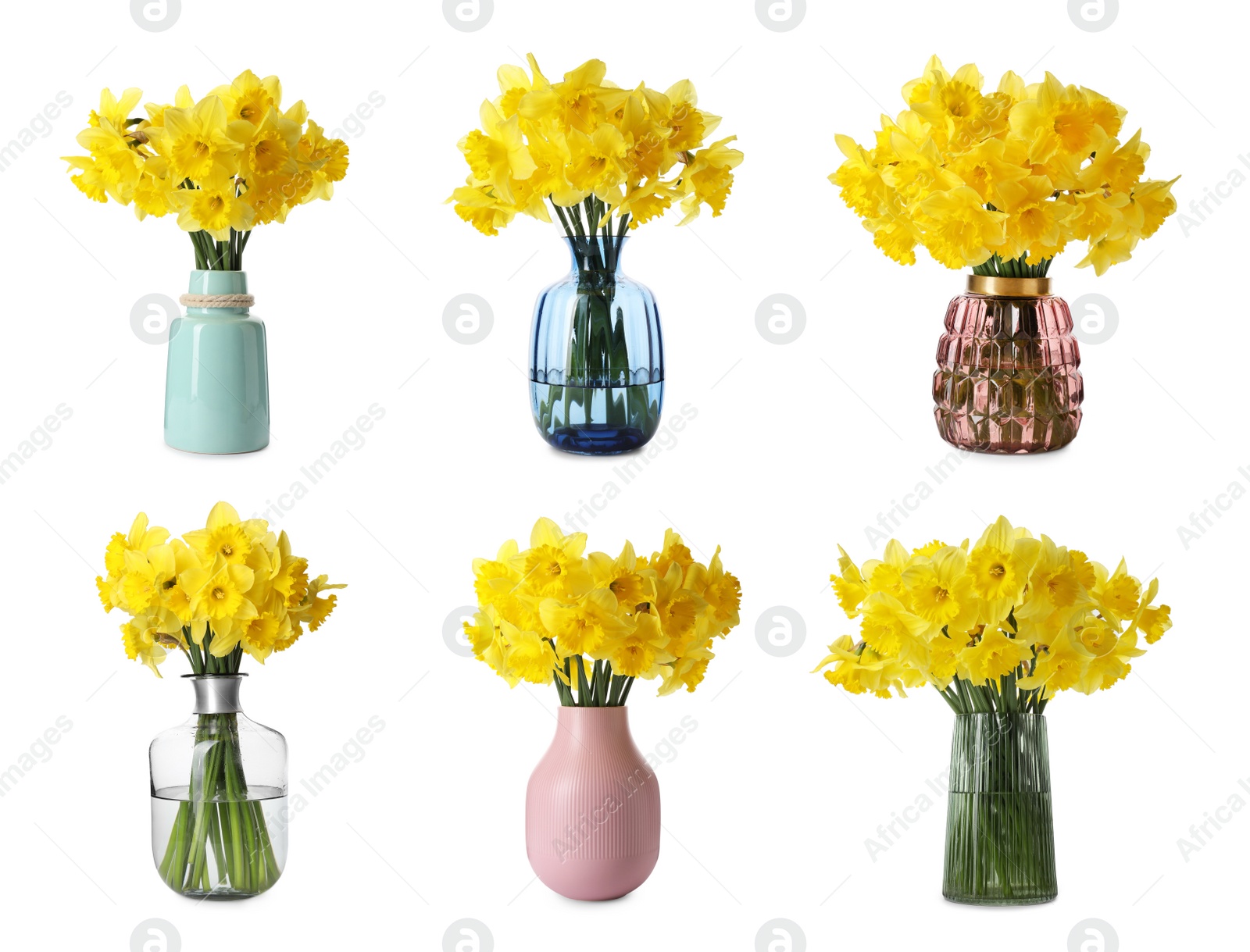 Image of Set with beautiful yellow daffodils in vases on white background 