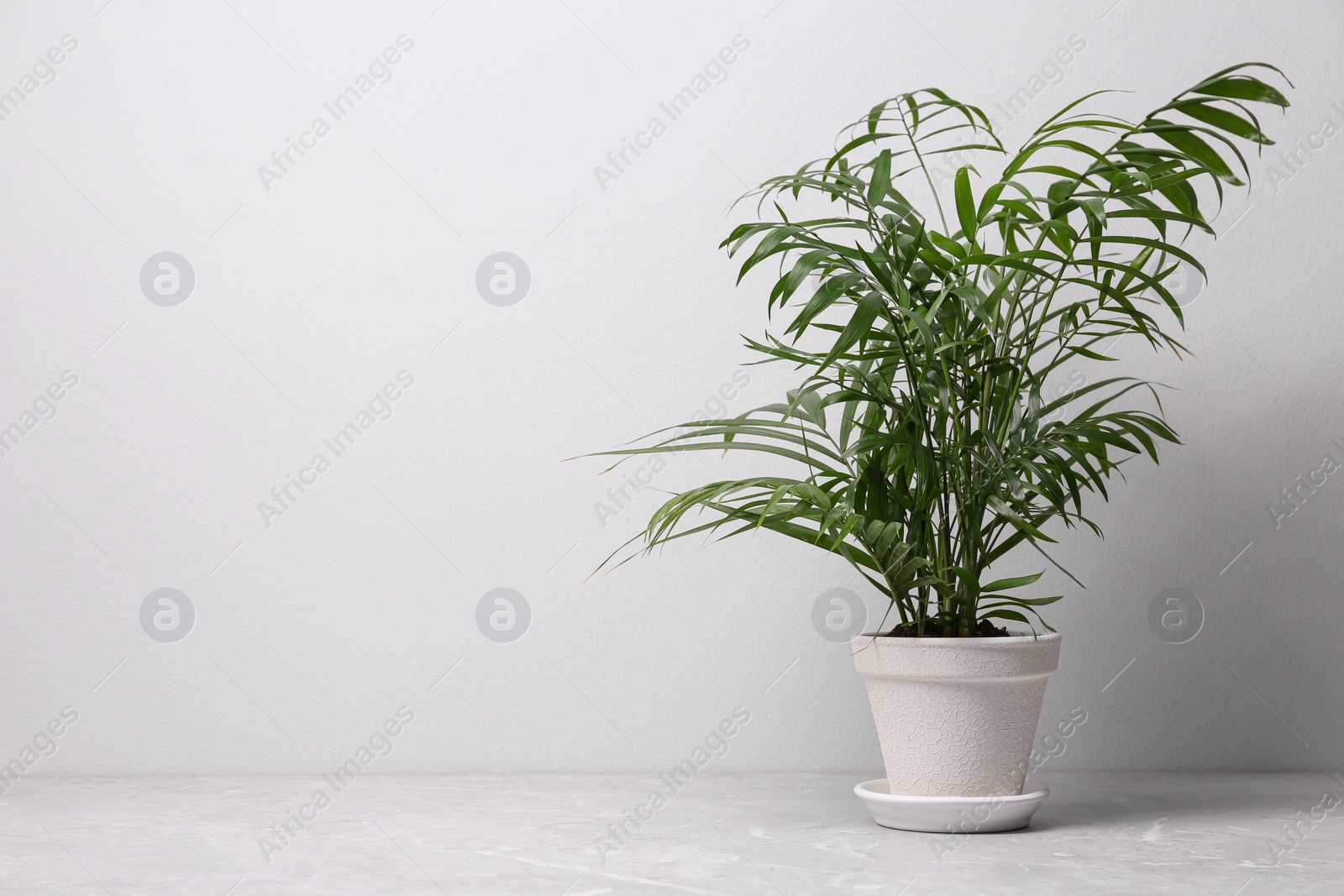 Photo of Beautiful Ravenea rivularis plant in pot on grey marble table, space for text. House decor