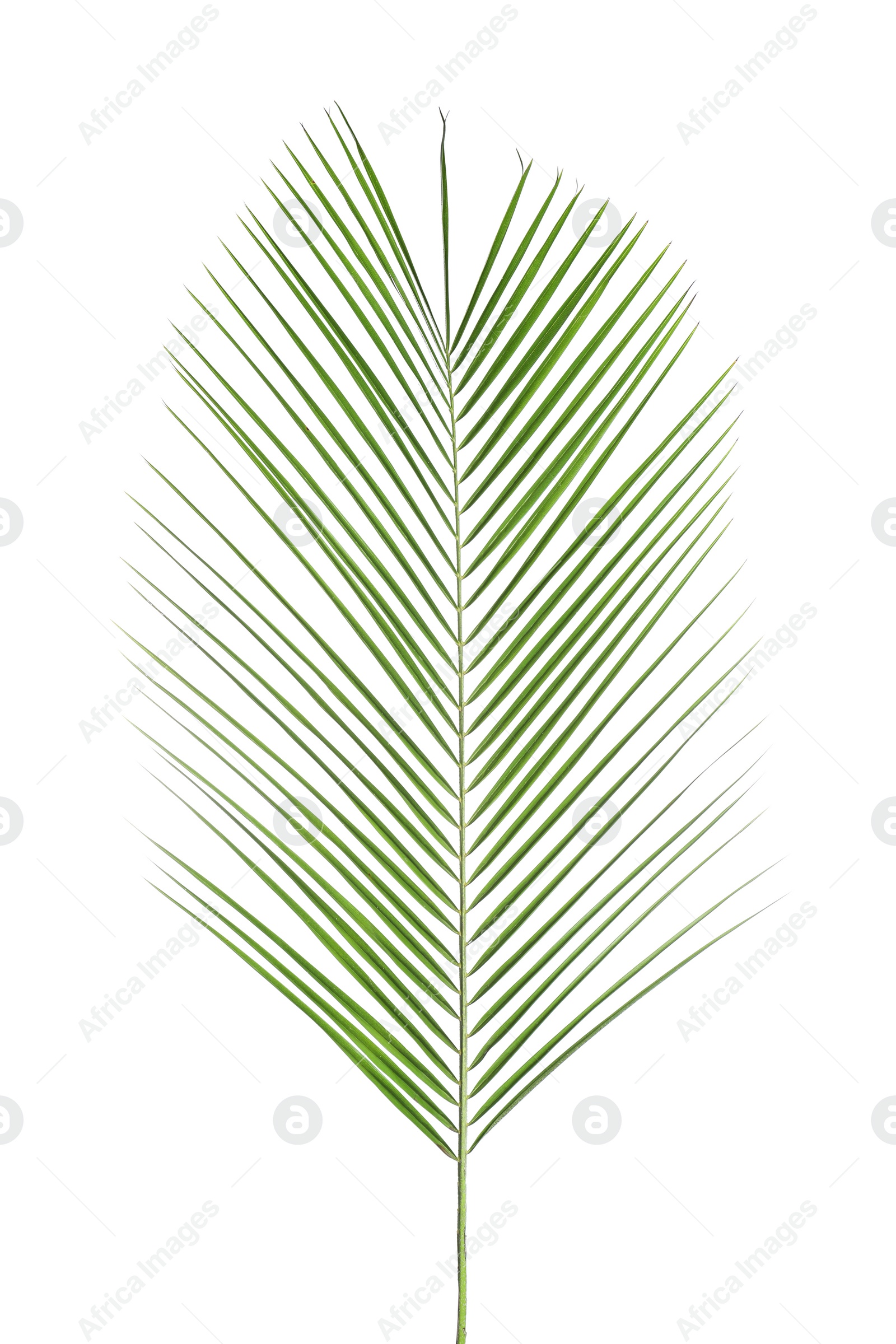 Photo of Beautiful lush tropical leaf isolated on white