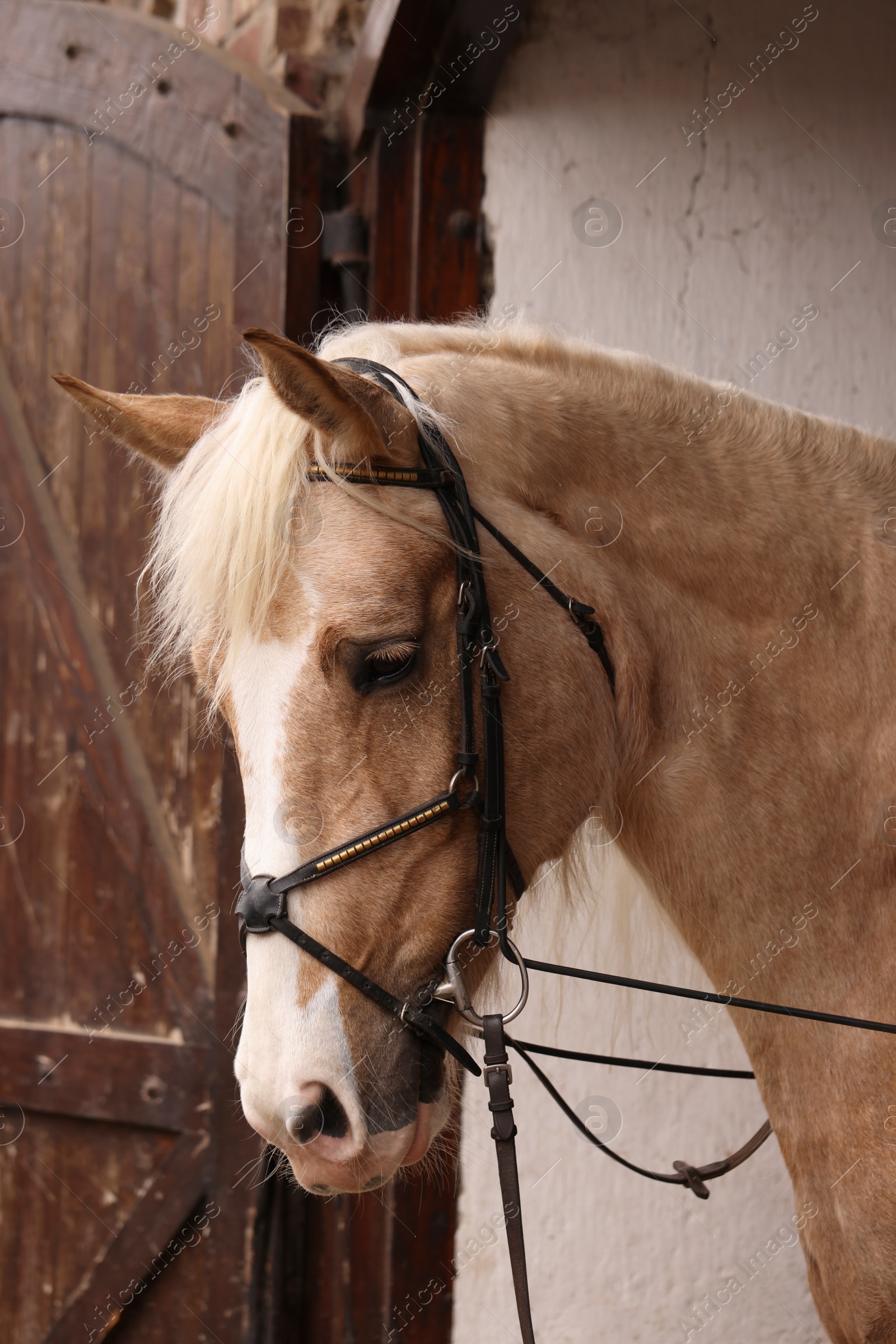 Photo of Adorable horse in stable. Lovely domesticated pet