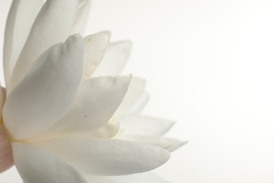 Photo of Beautiful blooming lotus flower on white background, closeup