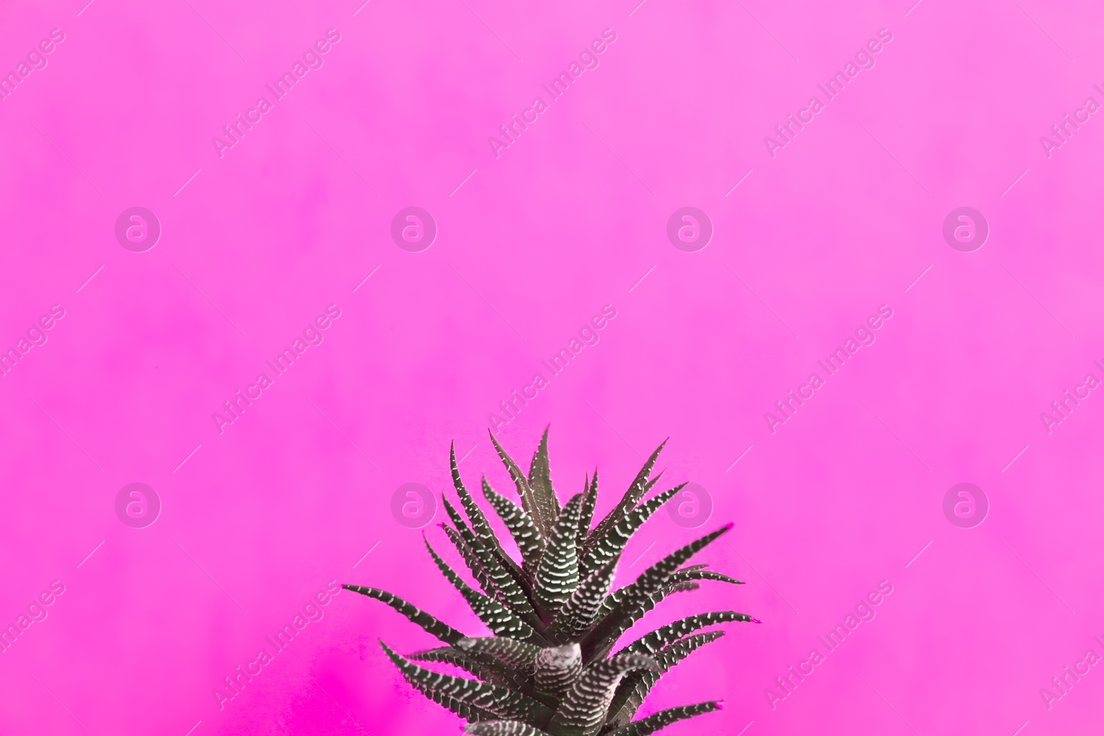 Photo of Beautiful succulent (Haworthia fasciata) on beige background. Space for text