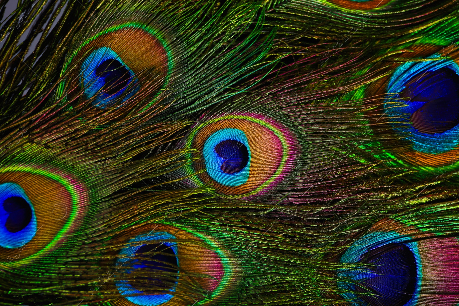 Photo of Beautiful bright peacock feathers as background, closeup