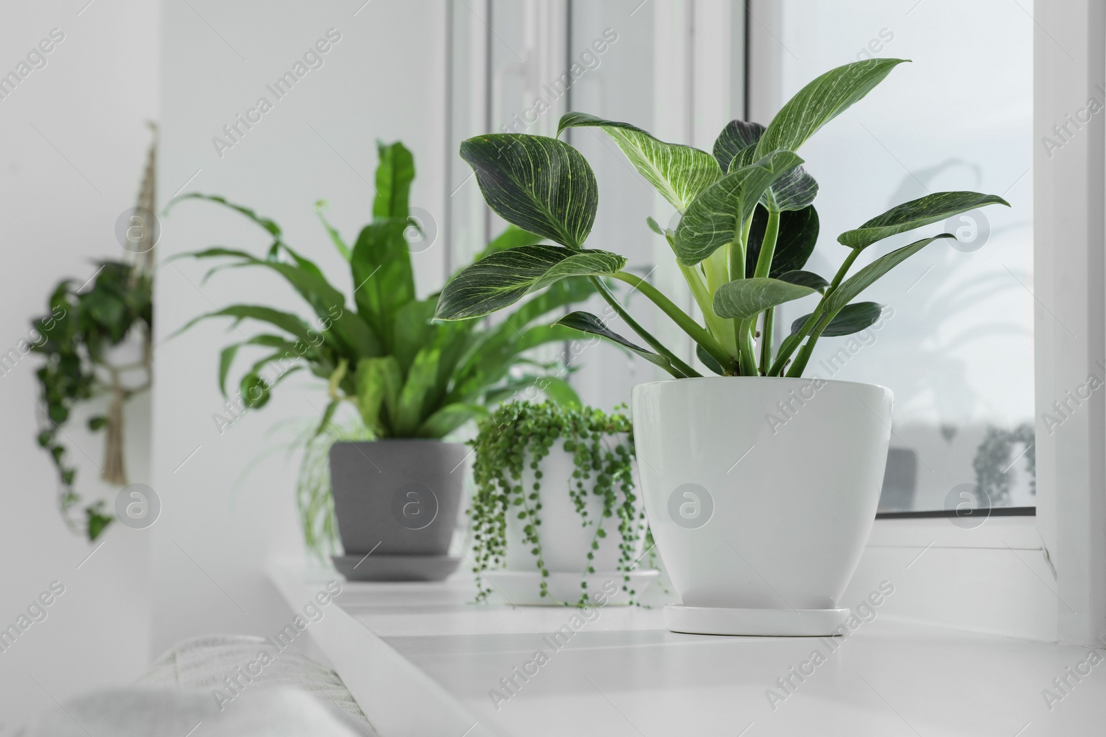 Photo of Many beautiful potted houseplants growing on windowsill indoors