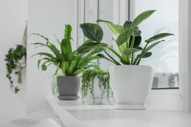 Many beautiful potted houseplants growing on windowsill indoors