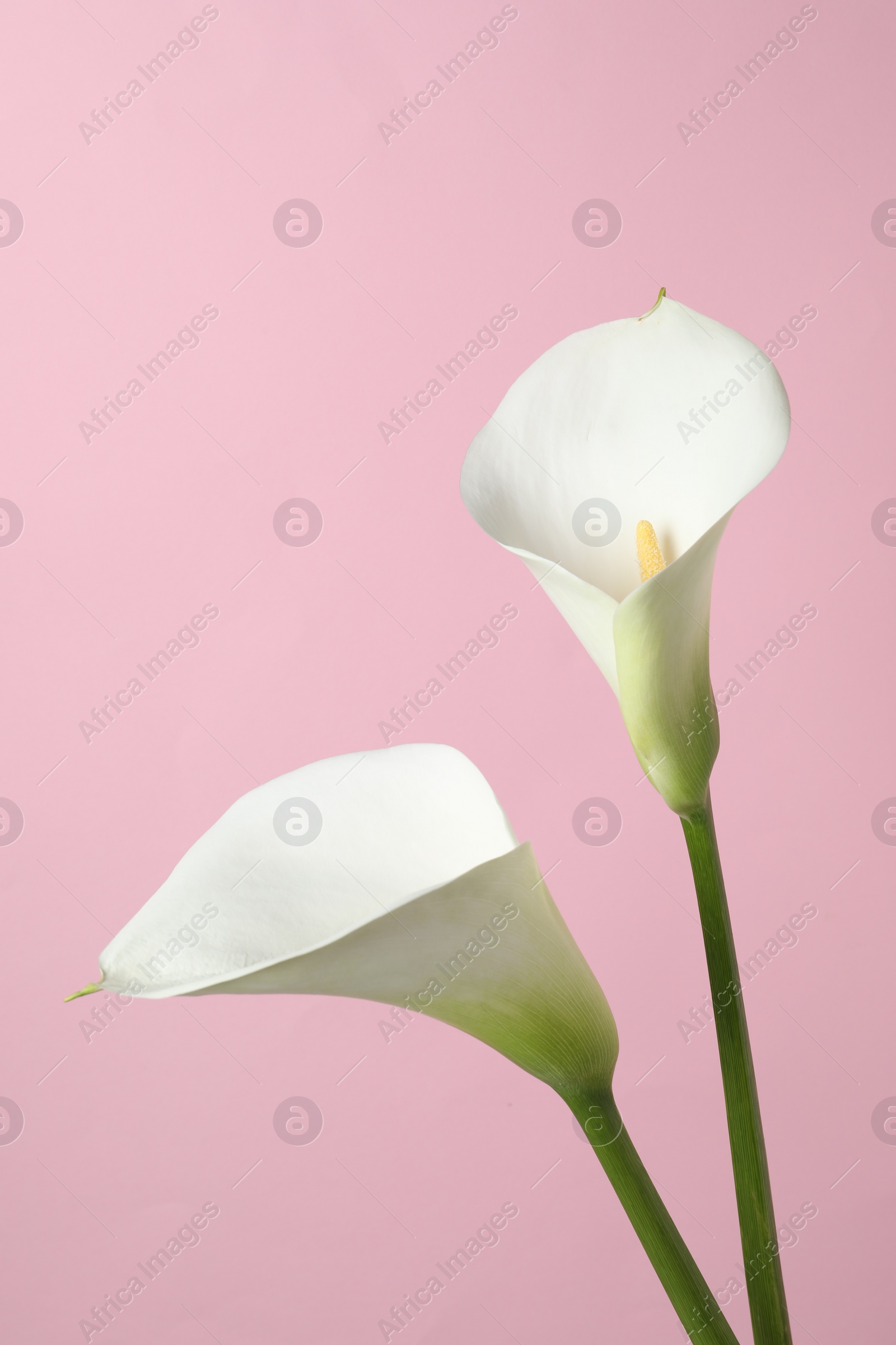 Photo of Beautiful calla lily flowers on pink background