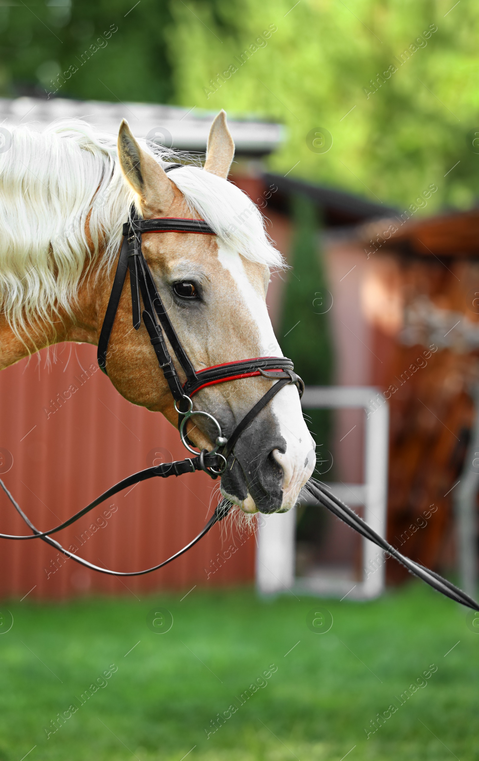 Photo of Palomino horse in bridle outdoors on sunny day