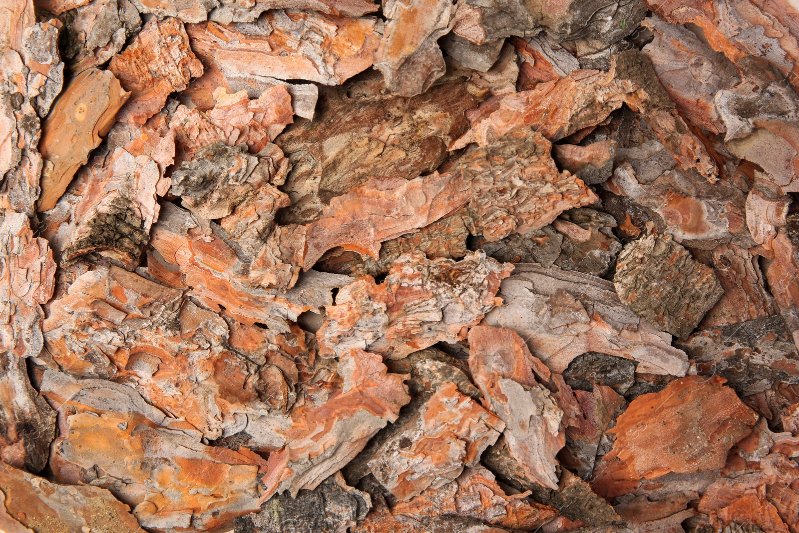 Photo of Many tree bark pieces as background, closeup