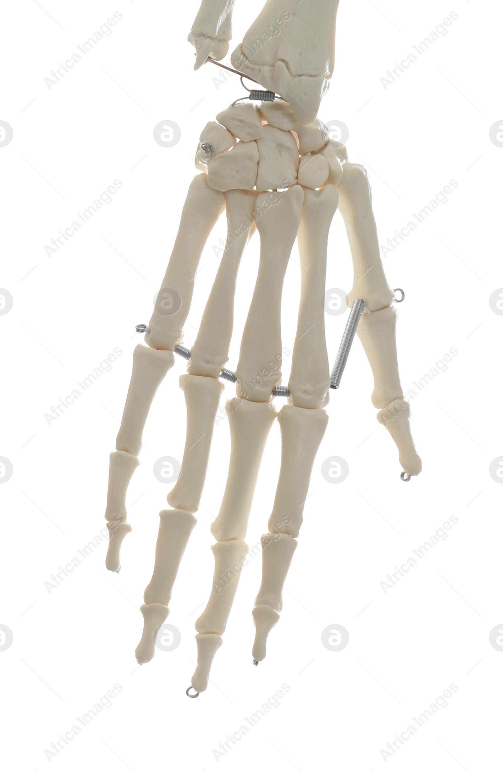 Photo of Artificial human skeleton model isolated on white, closeup