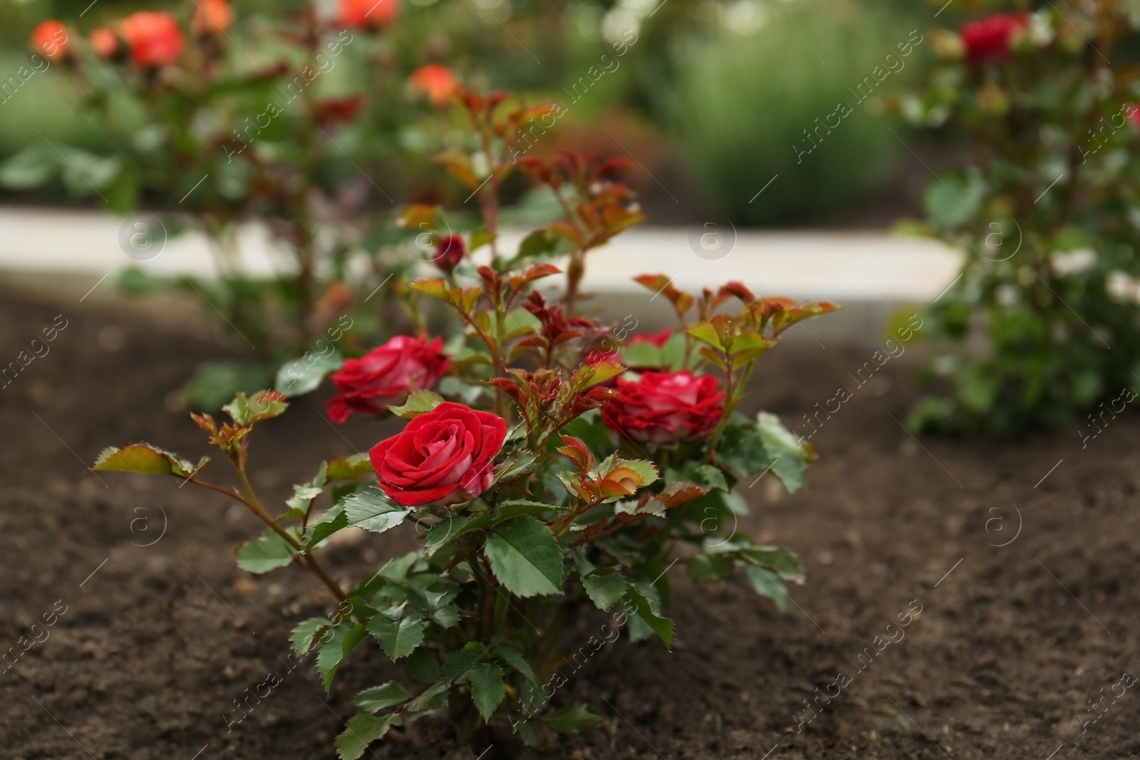 Photo of Beautiful blooming rose bush in flowerbed outdoors