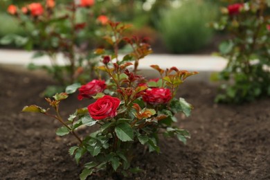 Photo of Beautiful blooming rose bush in flowerbed outdoors