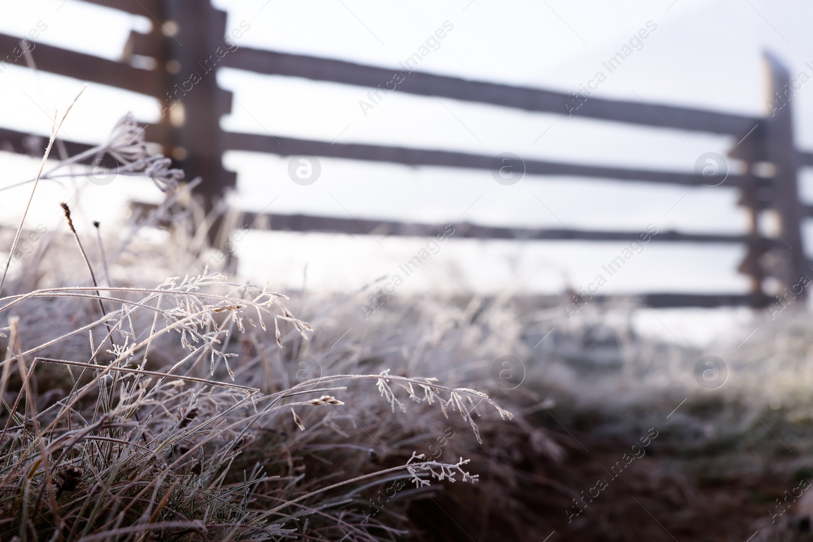 Photo of Beautiful meadow plants covered with hoarfrost in countryside, space for text