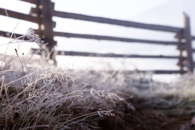 Photo of Beautiful meadow plants covered with hoarfrost in countryside, space for text