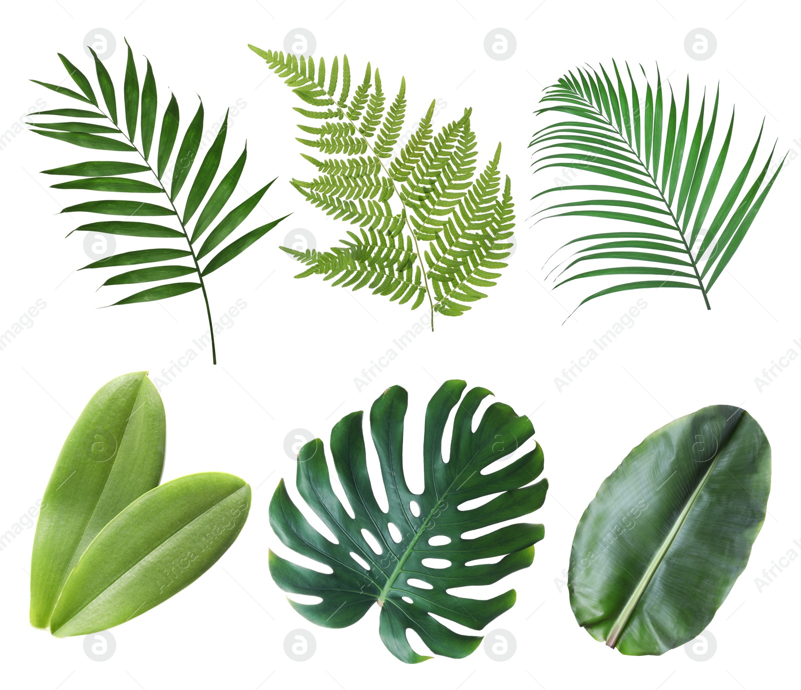 Image of Set with beautiful fern and other tropical leaves on white background 