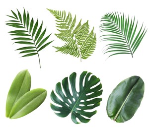 Set with beautiful fern and other tropical leaves on white background 