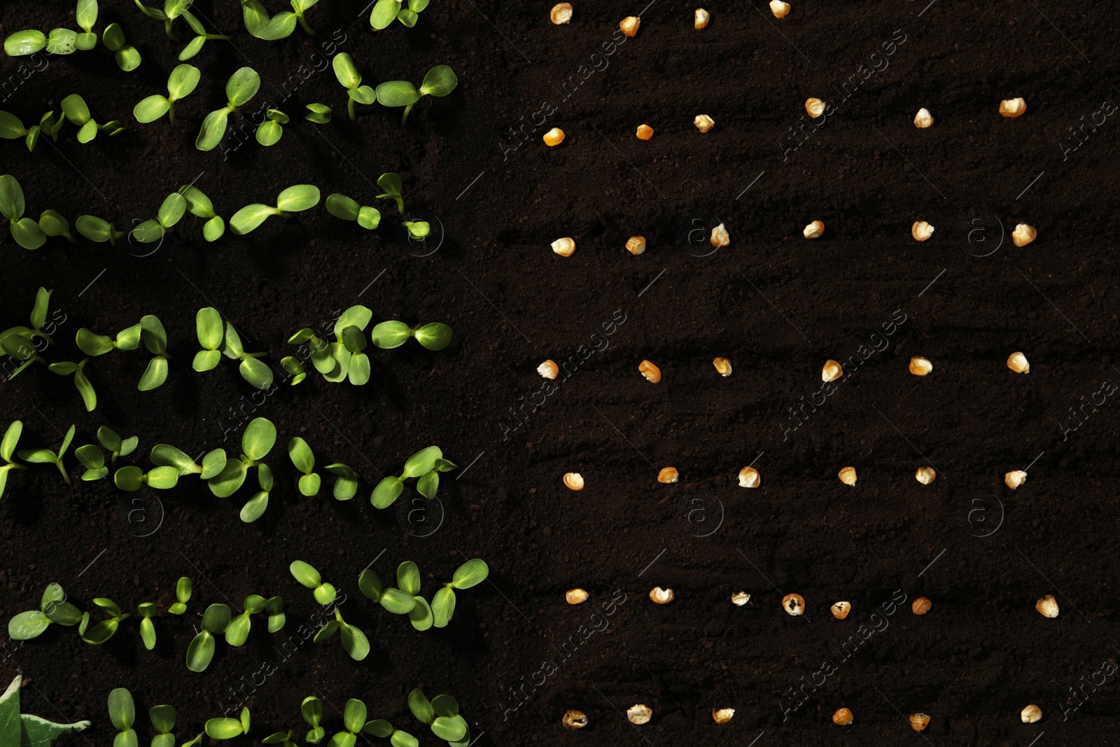 Photo of Corn seeds and vegetable seedlings in fertile soil, top view