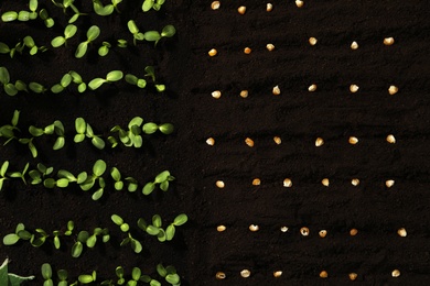 Corn seeds and vegetable seedlings in fertile soil, top view