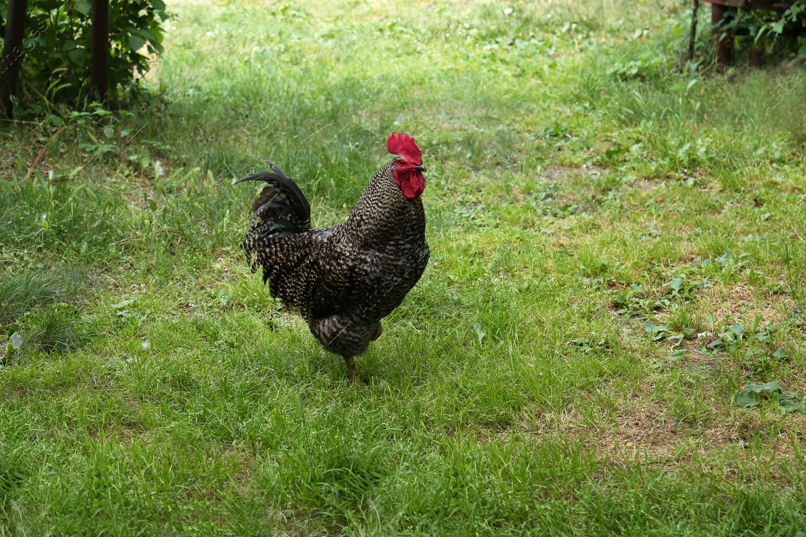 Photo of Beautiful rooster walking on yard in village