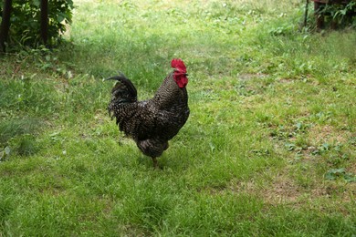 Beautiful rooster walking on yard in village