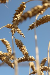 Photo of Ears of wheat against blue sky, closeup