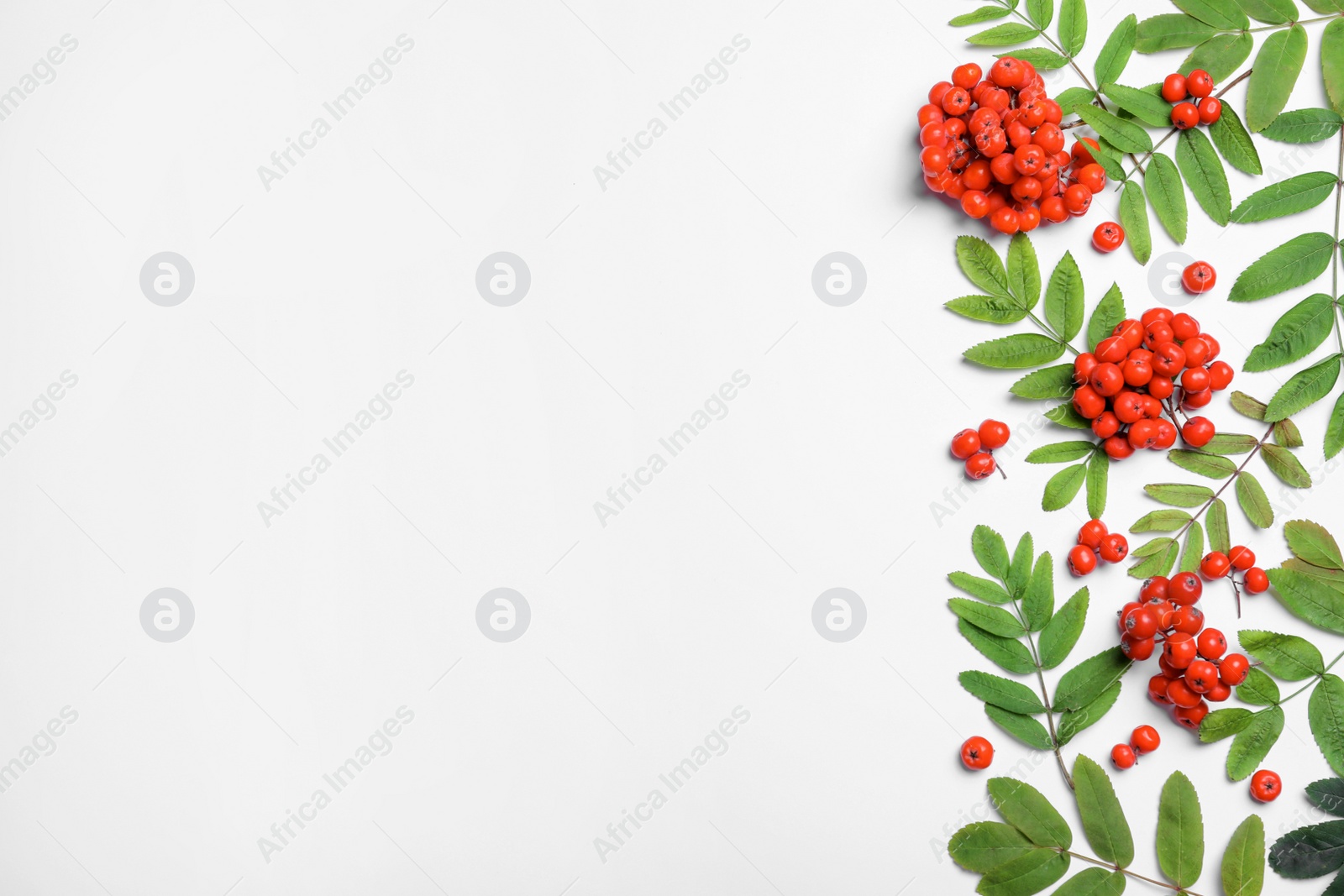 Photo of Fresh ripe rowan berries and green leaves on white background, flat lay. Space for text