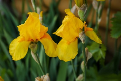 Photo of Beautiful yellow iris flowers growing outdoors, closeup