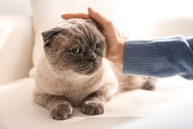 Woman petting her cute cat at home, closeup. Fluffy pet