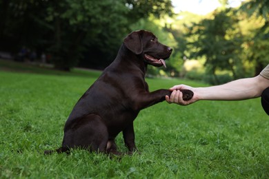 Adorable Labrador Retriever dog giving paw to man in park, closeup