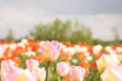 Photo of Beautiful tulip flowers growing in field, selective focus. Space for text