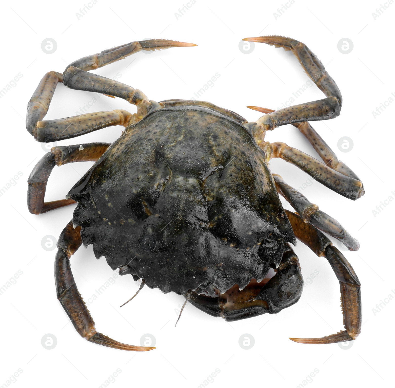 Photo of One fresh raw crab isolated on white, top view