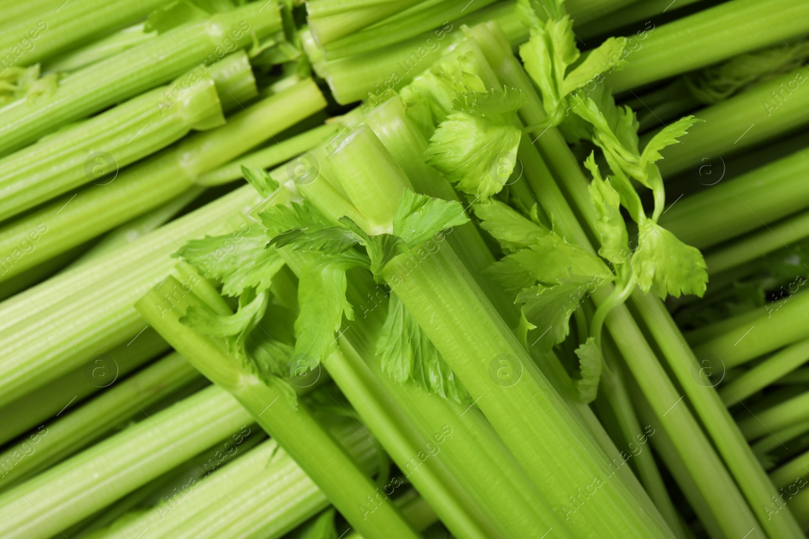 Photo of Many fresh green celery bunches as background, top view