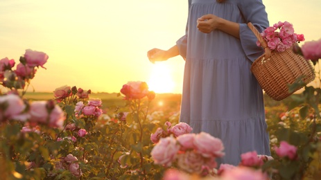 Photo of Woman with basket of roses in beautiful blooming field, closeup