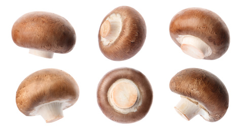  Set with fresh champignon mushrooms on white background