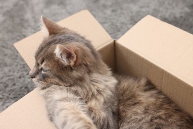 Photo of Cute fluffy cat in cardboard box on carpet, closeup