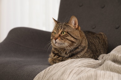 Photo of Cute striped cat lying on sofa with plaid