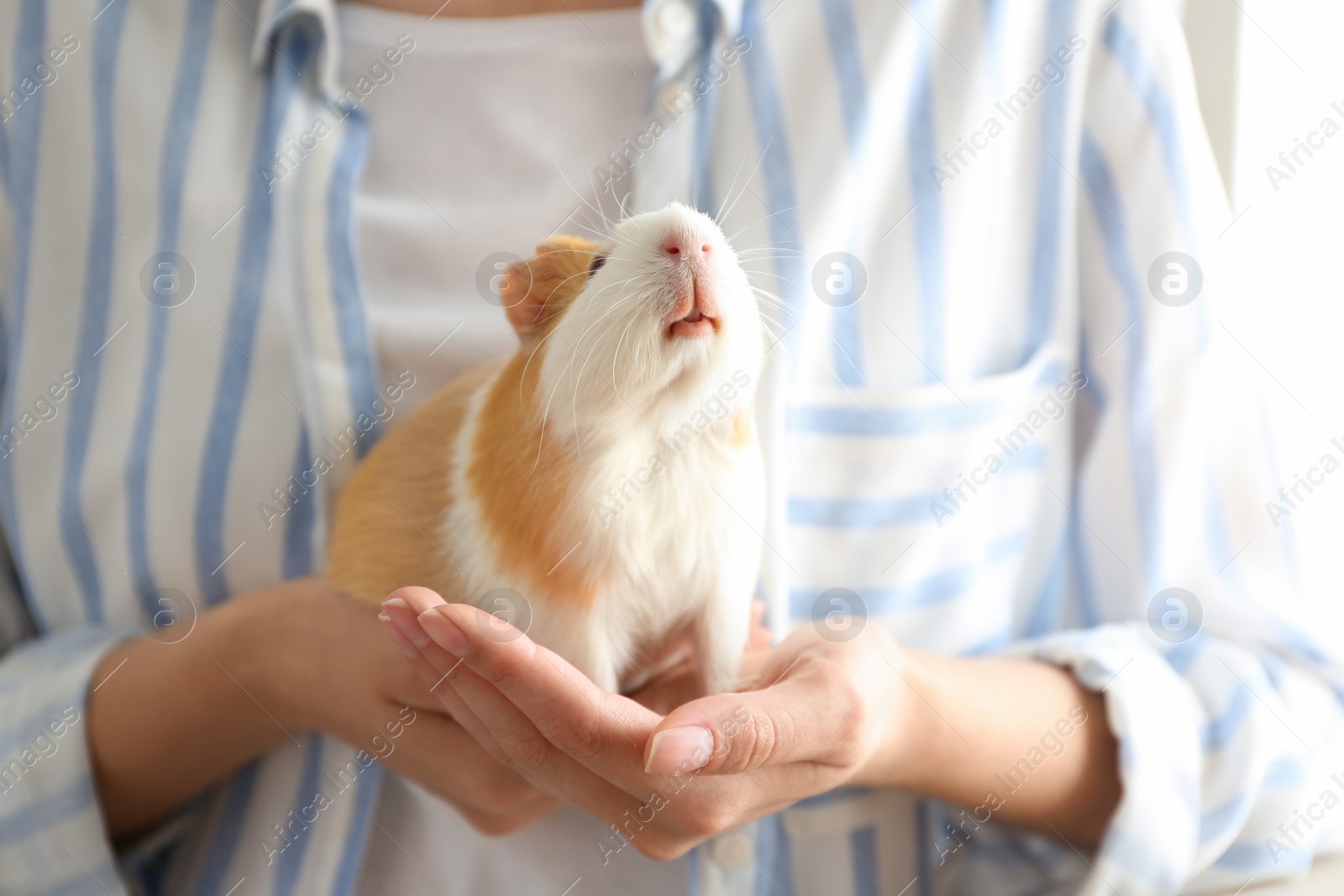 Photo of Woman holding cute small guinea pig, closeup