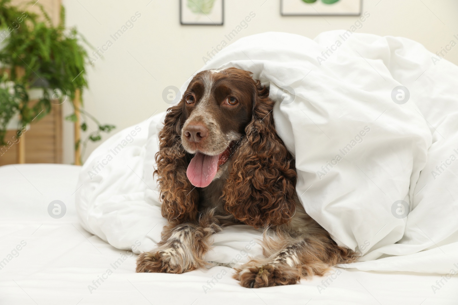 Photo of Adorable dog covered with blanket at home