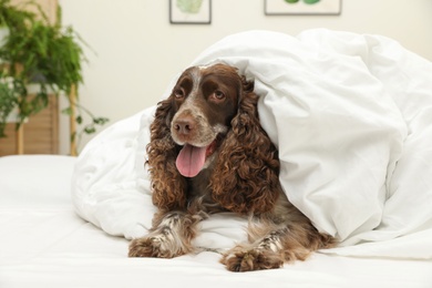 Adorable dog covered with blanket at home