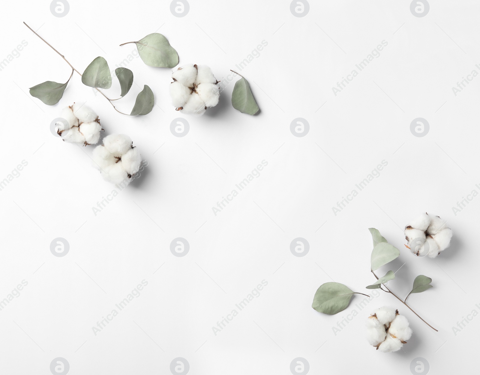 Photo of Composition with cotton flowers on white background, top view. Space for text