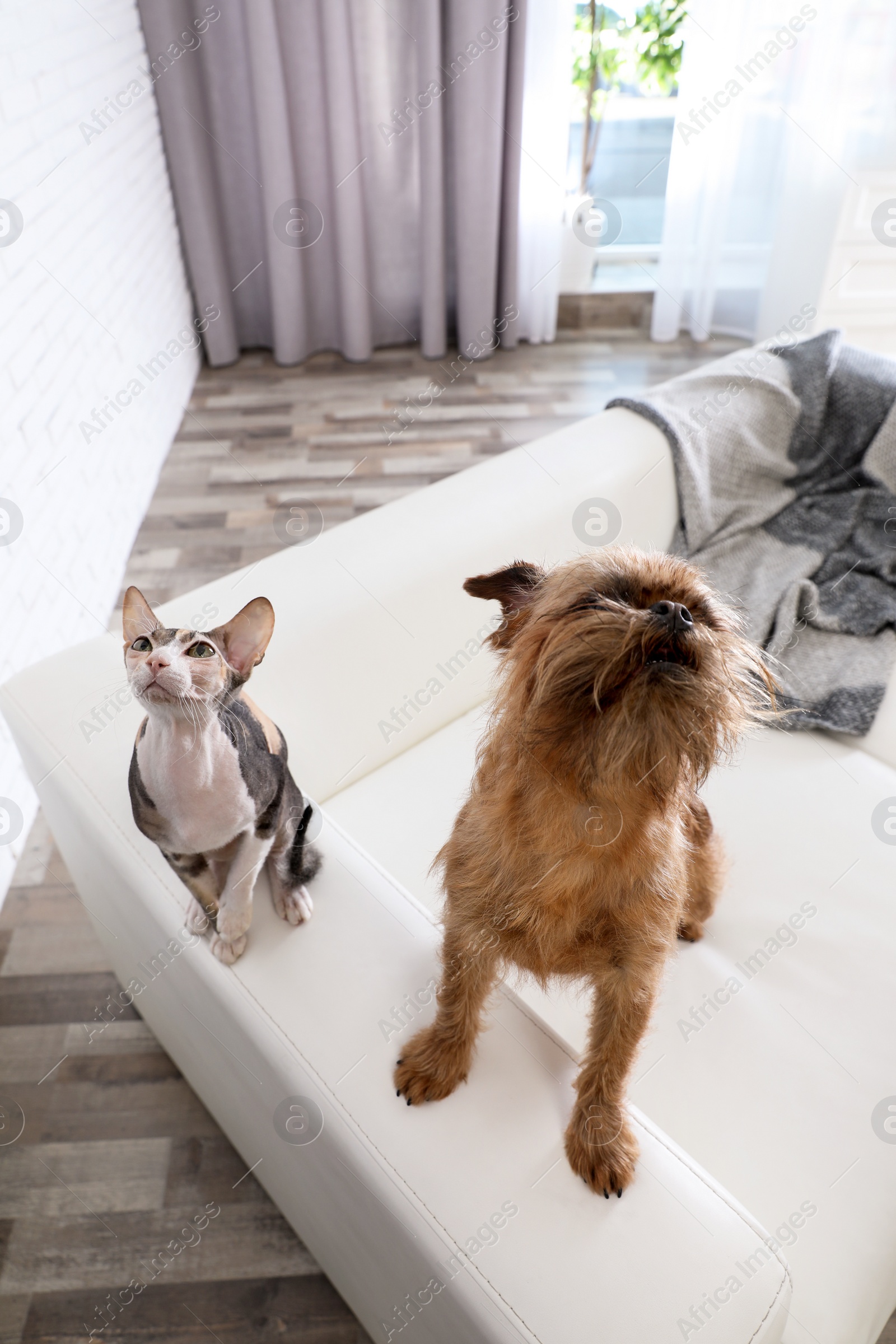 Photo of Adorable dog and cat together on sofa at home. Friends forever