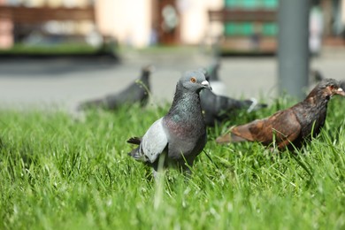Photo of Beautiful grey doves on green grass outdoors