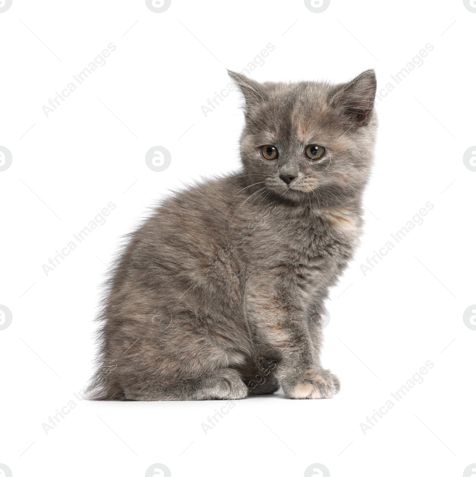 Photo of Cute fluffy kitten on light grey background. Space for text