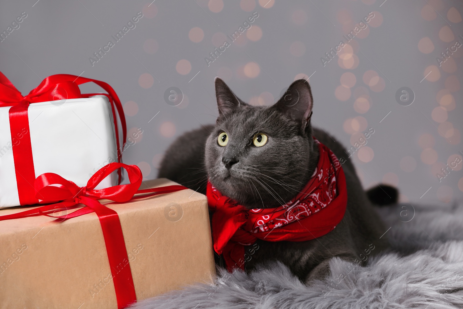 Photo of Cute cat in bandana on faux fur near gift boxes indoors