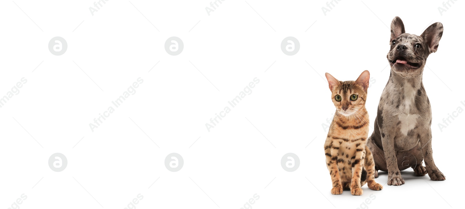 Image of Cute cat and adorable dog on white background. Banner design with space for text