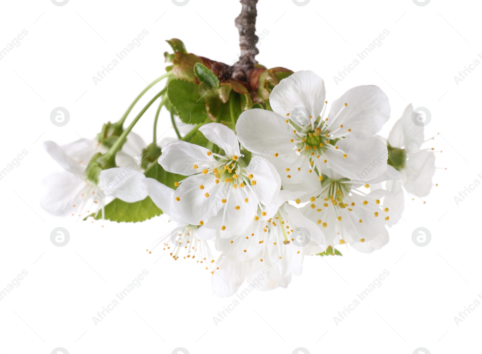 Photo of Spring branch with beautiful blossoms and leaves isolated on white